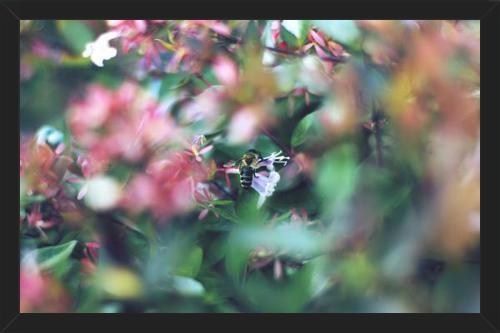 Cuadro Flores e insectos Nº6