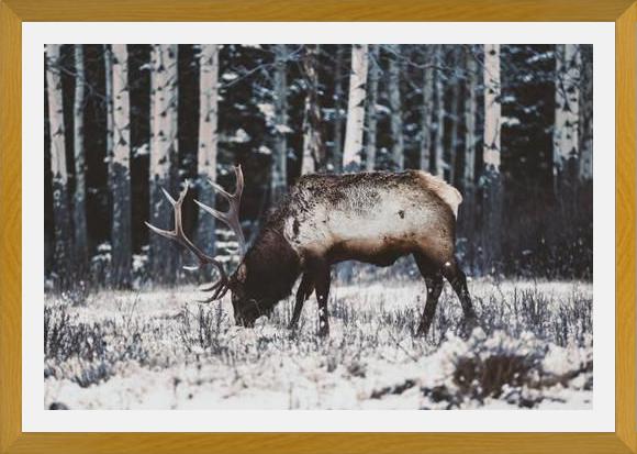 Cuadro Reindeer