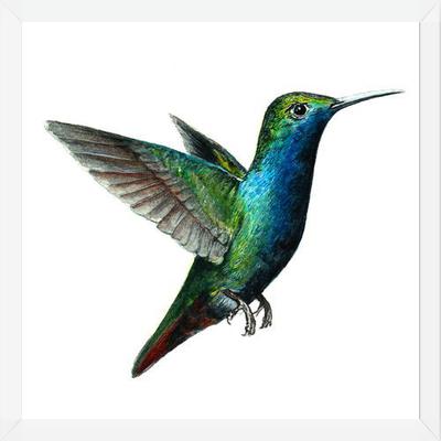 Cuadro Picaflor