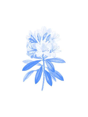 Canvas Blue Flowers II