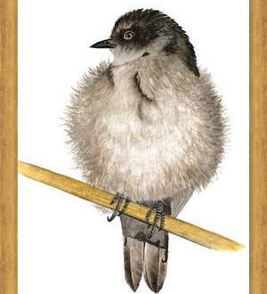 Cuadro Golondrina bebé