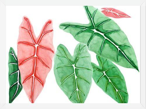 Cuadro alocasia