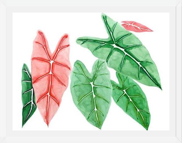 Cuadro alocasia