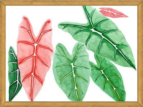 Cuadro alocasia