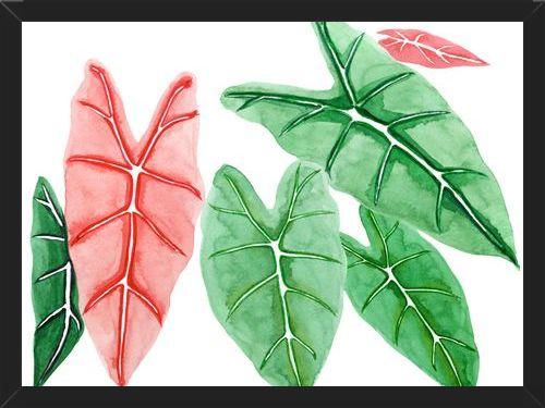 Cuadro alocasia
