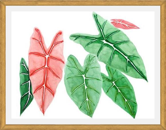 Cuadro alocasia