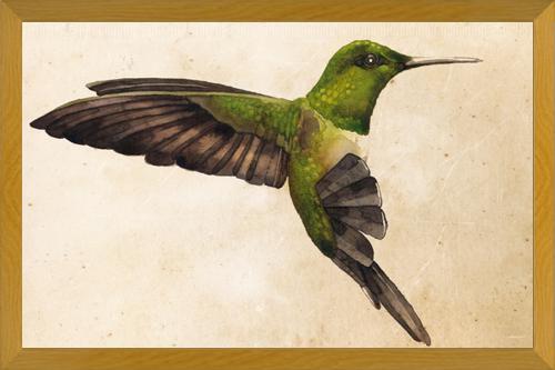 Cuadro Colibrí Verde Acuarela