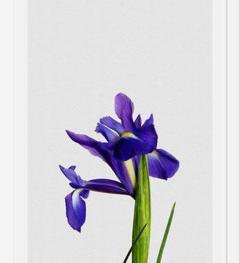 Cuadro Iris Still Life