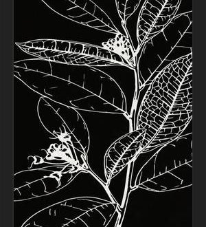 Cuadro LEAVES IN LINE - BLACK