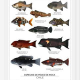 Cuadro Especies de Peces de Roca de Chile