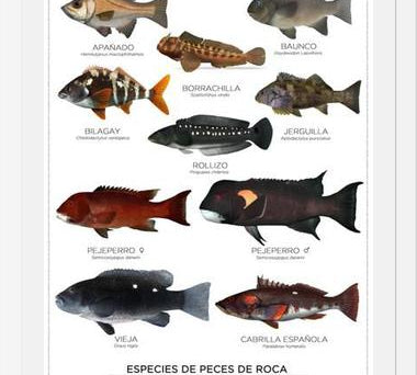 Cuadro Especies de Peces de Roca de Chile