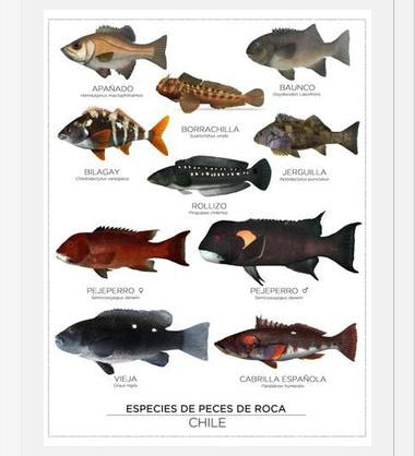 Cuadro Especies de Peces de Roca de Chile