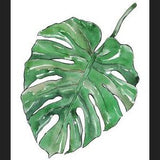 Cuadro Monstera Deliciosa