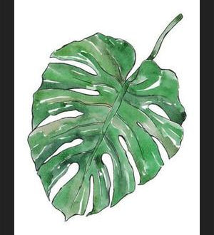 Cuadro Monstera Deliciosa