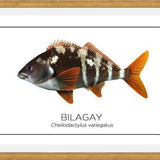 Cuadro Colección Especies de Peces Chilenos: Bilagay