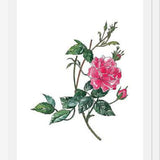 Cuadro Rosa II