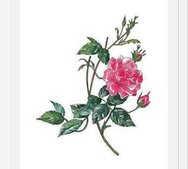 Cuadro Rosa II