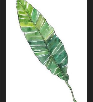 Cuadro HOJA DE PLATANO