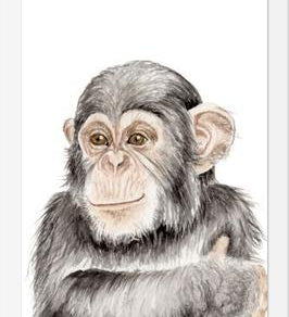 Cuadro Chimpancé