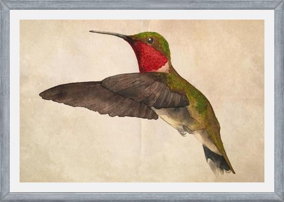 Cuadro Colibrí Rojo Acuarela