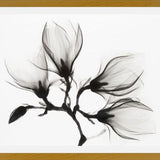 Cuadro Magnolia