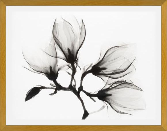 Cuadro Magnolia
