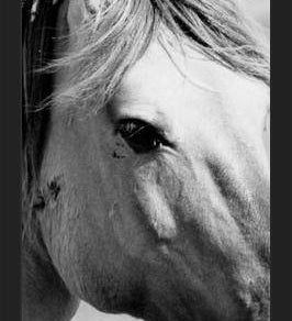 Cuadro horse