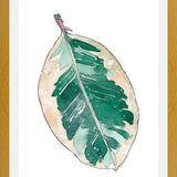 Cuadro Ficus Elastica