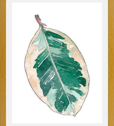 Cuadro Ficus Elastica