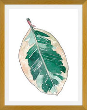 Cuadro Ficus Elastica
