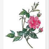 Cuadro Rosa II
