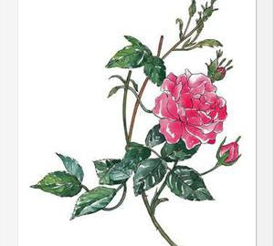 Cuadro Rosa II
