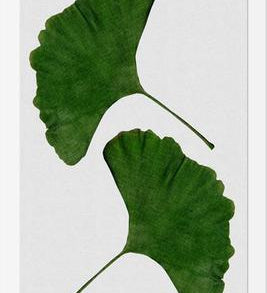 Cuadro Ginkgo Leaf II