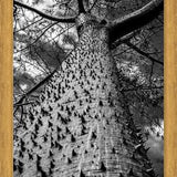 Cuadro Arbol