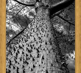 Cuadro Arbol