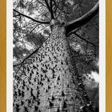 Cuadro Arbol