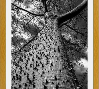 Cuadro Arbol