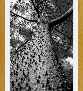 Cuadro Arbol