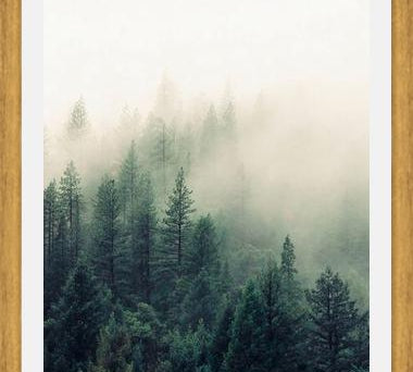 Cuadro The Fog And The Forest II