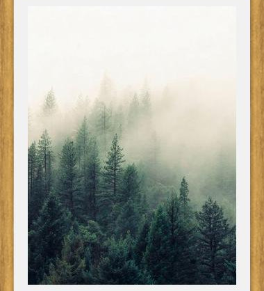 Cuadro The Fog And The Forest II