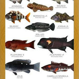 Cuadro Especies de Peces de Roca de Chile