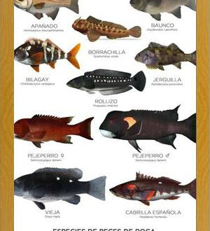 Cuadro Especies de Peces de Roca de Chile