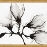 Cuadro Magnolia