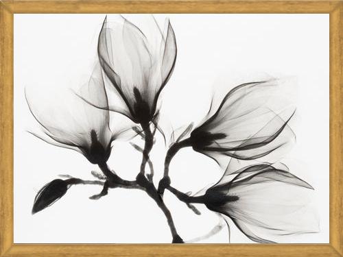 Cuadro Magnolia