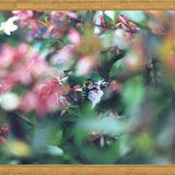 Cuadro Flores e insectos Nº6