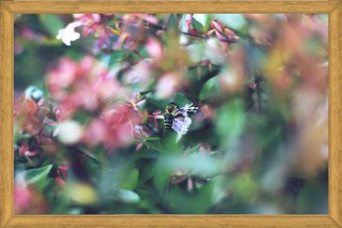 Cuadro Flores e insectos Nº6
