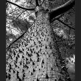 Cuadro Arbol