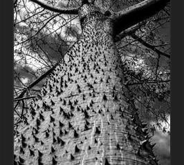 Cuadro Arbol