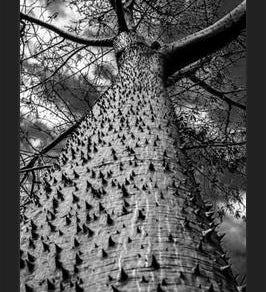 Cuadro Arbol