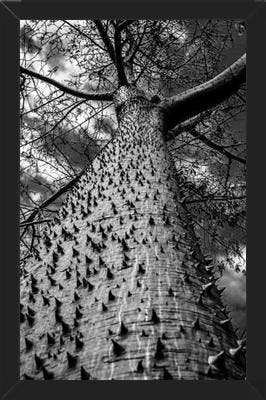 Cuadro Arbol